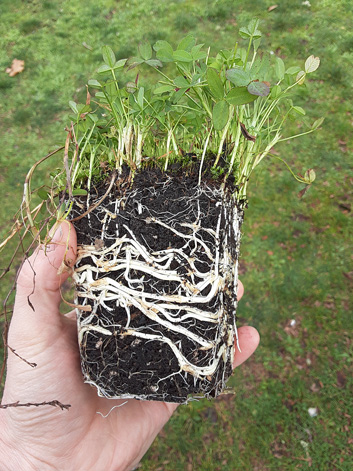 small springbank clover plant out of pot