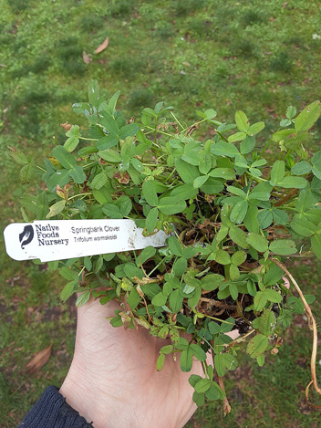 springbank clover in small pot
