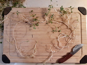 springbank clover on cutting board